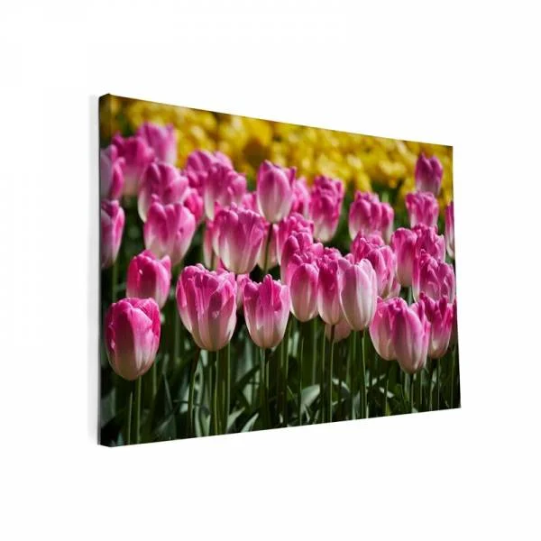 Tulpen-uit-Amsterdam