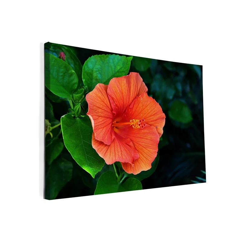 Hawaiiaanse Hibiscus