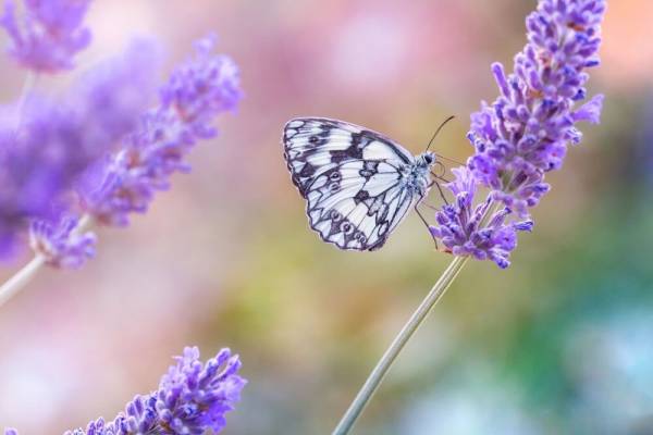 Vlinder met lavendel tuindoek