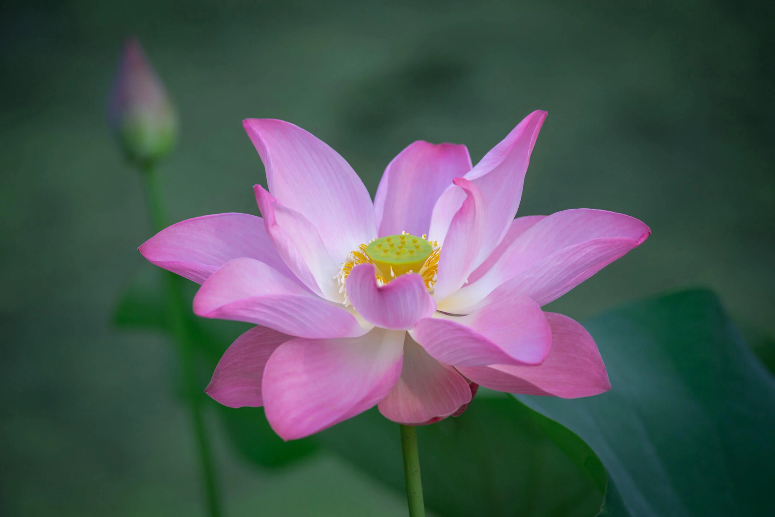 Roze Waterlelie