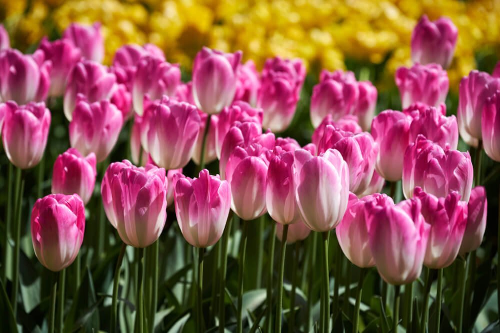 Tulpen uit Amsterdam - Afbeelding 2