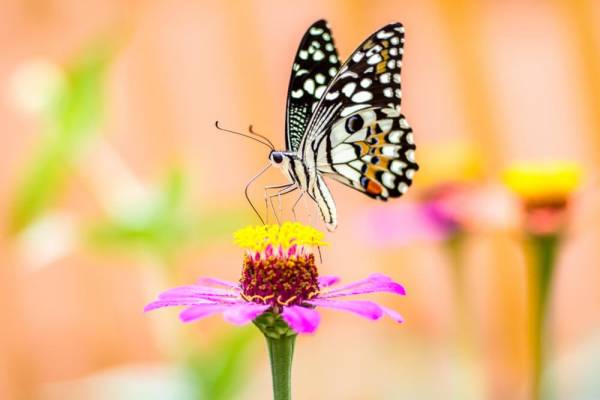 Vlinder op bloem tuindoek