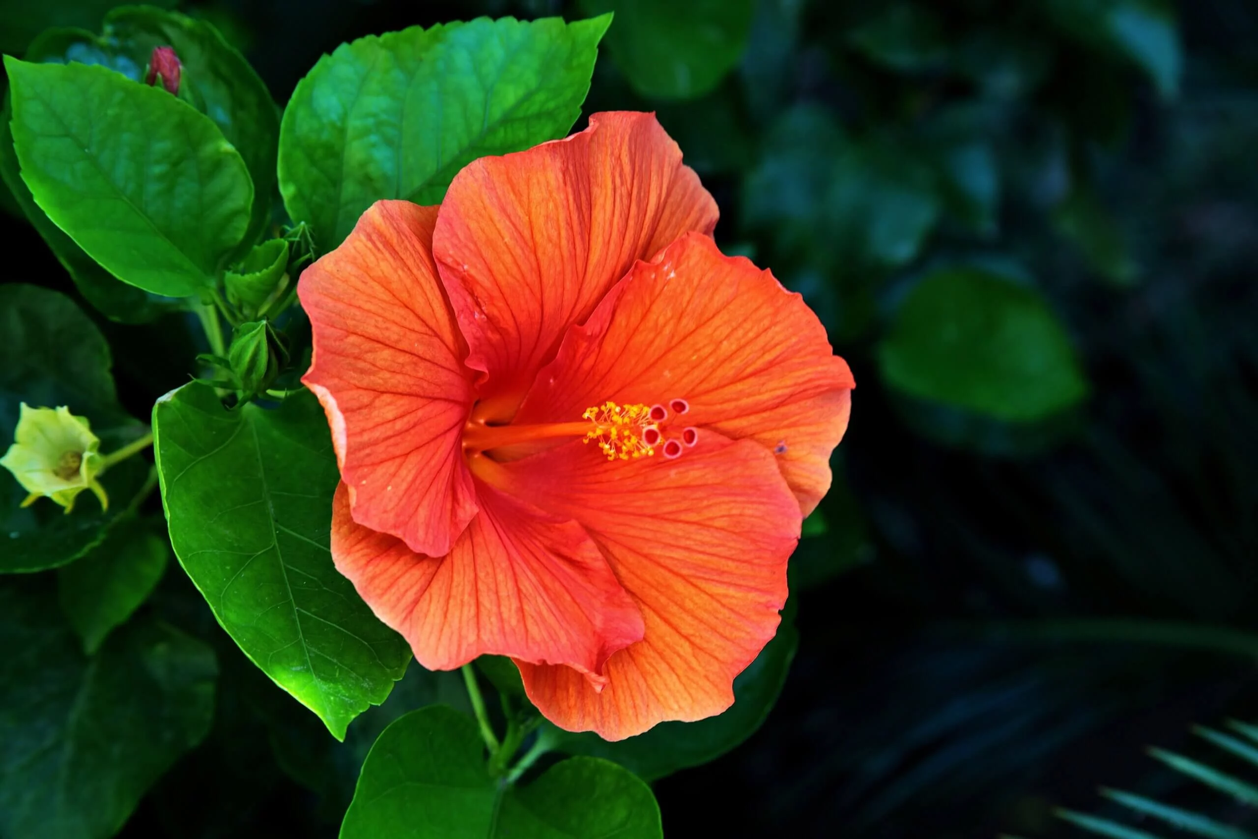 Hawaiiaanse Hibiscus - Afbeelding 2