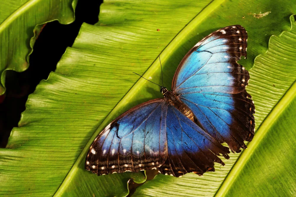 Morpho vlinder