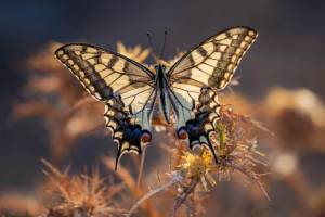 Papilio machaon vlinder tuindoek