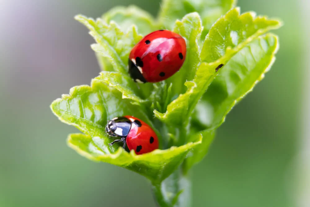 Lieveheersbeestjes op een blad