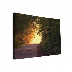 Zonsondergang-in-de-bossen