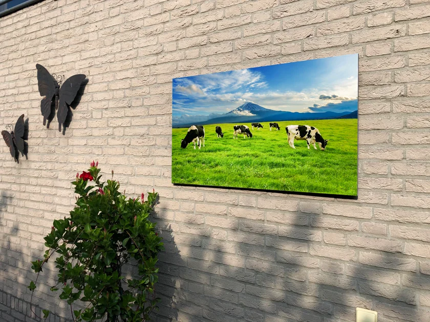 cows-eating-lush-grass-green-field-front-fuji-mountain-japan